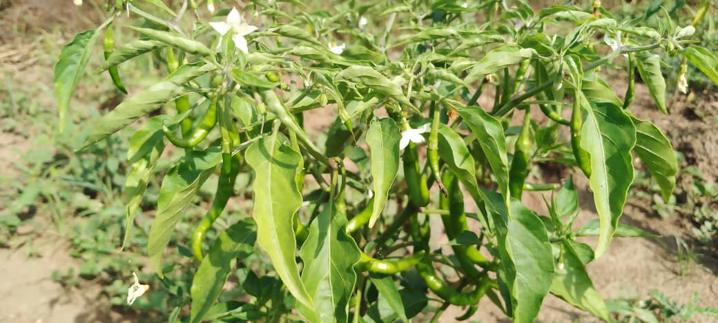 Regenerative Natural Chili Pepper Experiment Launch! – True Moringa Regenerative Natural Chili Pepper Experiment Launch! – True Moringa