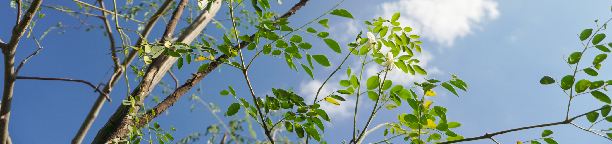 Reflections on Juneteenth – True Moringa Reflections on Juneteenth – True Moringa