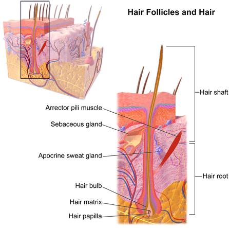 Growing Healthy Hair