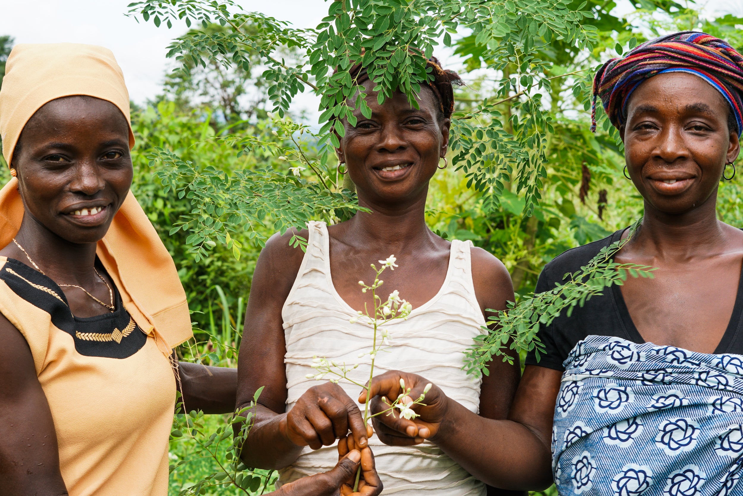 Plant A Moringa Tree in Your Name - True Moringa