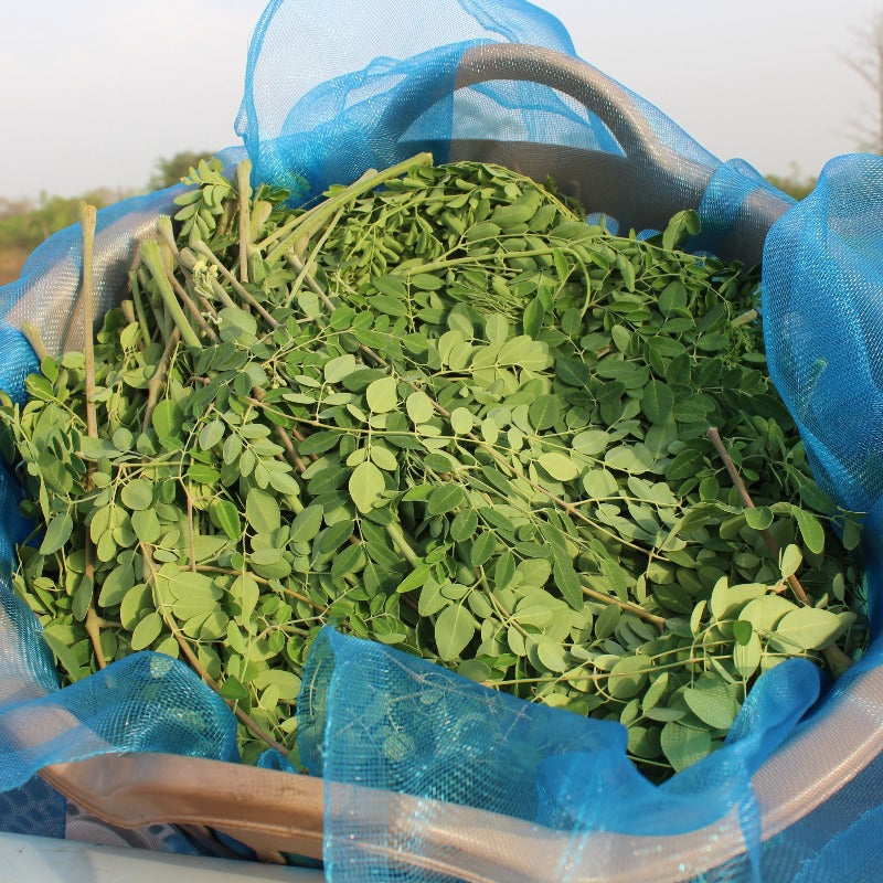 Moringa powder